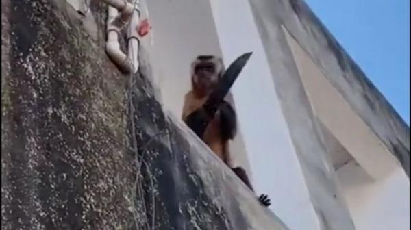 Monyet Penebar Teror Bawa Sebilah Pisau Ancam Warga Kota di Brasil