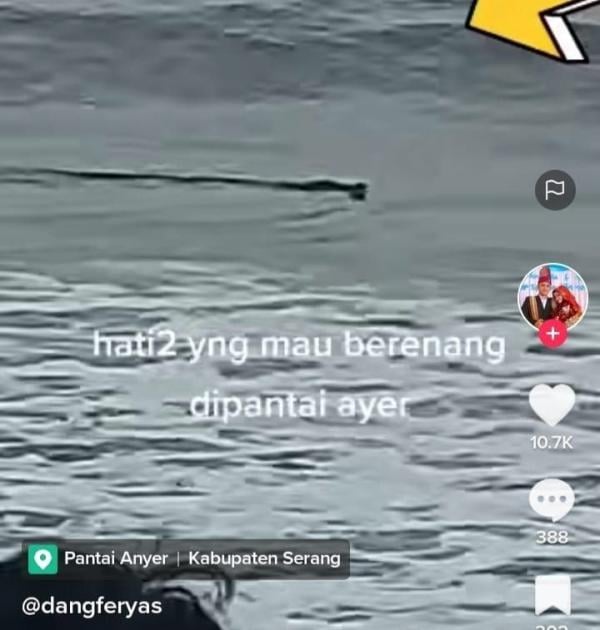 Munculnya Buaya di Pantai Anyer Bikin Geger,  Begini Penjelasan  Kapolsek Cinangka Polres Cilegon