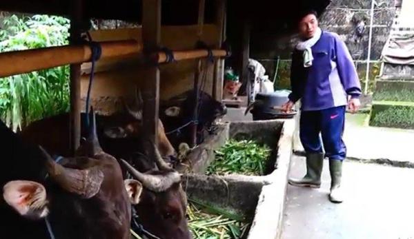 Pemilik Sapi di Bali Terjangkit PMK