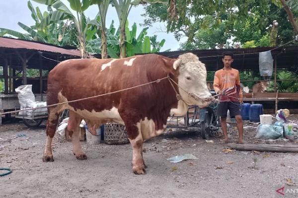 Sapi Kurban Presiden Jokowi di Pekanbaru Berbobot 814 Kg, Tiap Hari Diberi Ramuan Jamu