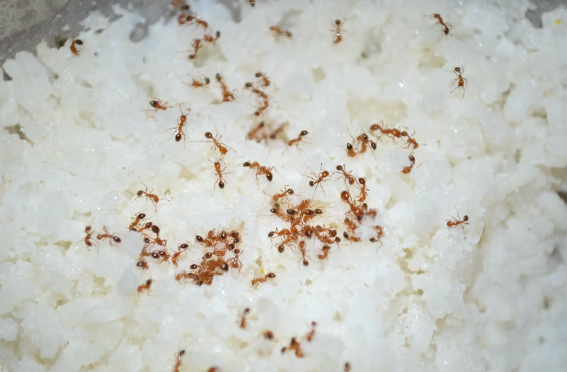 Jarang Diketahui, Inilah Bahaya Makan Makanan yang Sudah Dikerumuni Semut
