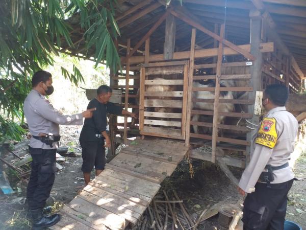 Tangkal PMK, Polisi dari Polres Tegal Kota Blusukan ke Kandang Ternak