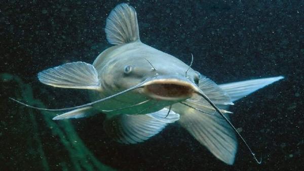 2 Ikan Air Tawar yang Mengandung Kolesterol Tinggi, Disarankan Tidak Dikonsumsi Berlebihan