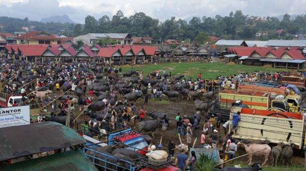 Toraja Utara Lockdwon!, Pemilik Ternak Diganti Rugi Rp10 Juta per Kerbau