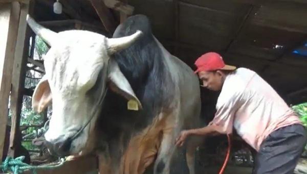 Sapi Kurban Presiden Jokowi Dipastikan Sehat, Miliki Bobot 864 Kg