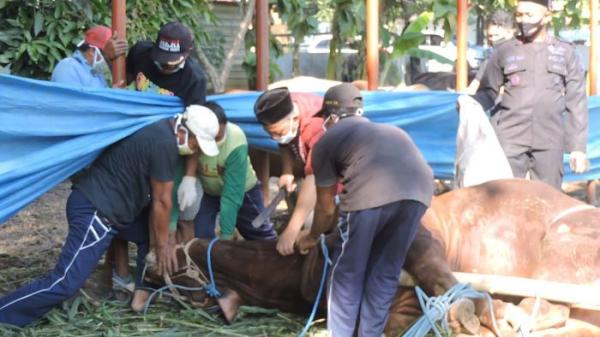 Ini Syarat Hewan Kurban Lolos Untuk Dikurbankan Saat Iduladha di Kota Mojokerto 
