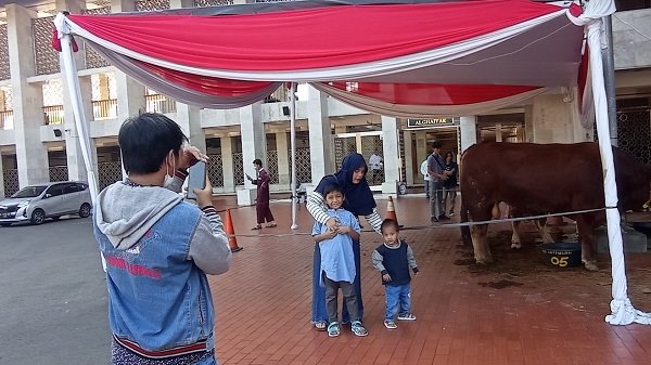 Sapi Kurban Jokowi Jenis Simental di Masjid Istiqlal Jadi Tempat Selfie Warga