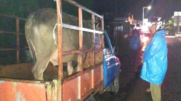 1 Kerbau dari Palopo Ditindak Satgas Gabungan Toraja Utara