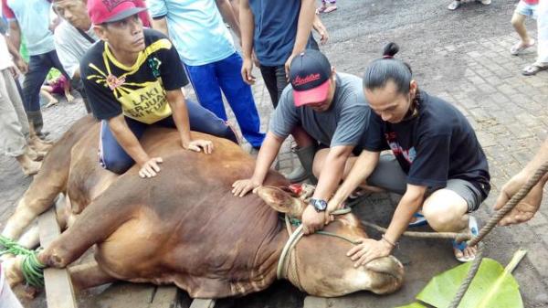 Kurban di Tengah Wabah PMK,Ini Bagian Yang Tidak Boleh Dimakan