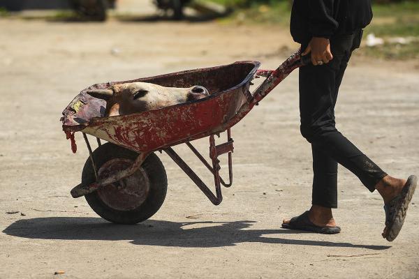 Ragam Suasana Pemotongan Hewan Kurban di Palembang