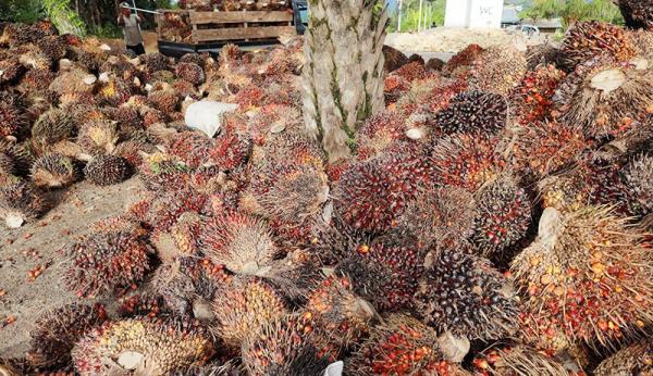 Harga Tandan Buah Segar Sawit Anjlok, Ini Penyebabnya 