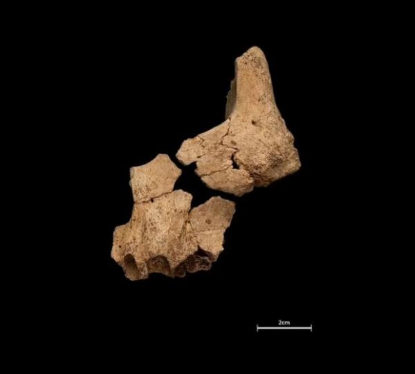 Wow! Tulang Rahang Manusia Pertama di Bumi Ditemukan di Spanyol