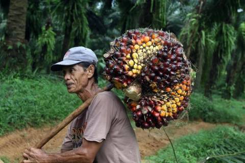 5 Negara Penghasil Minyak Sawit Terbesar di Dunia, Indonesia Penghasil CPO Terbanyak Seantero Dunia