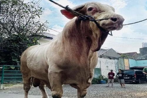 Wisanggeni  nama sapi Kurban Irfan Hakim bobot 1,3 ton.  disebut  terbesar di Indonesia