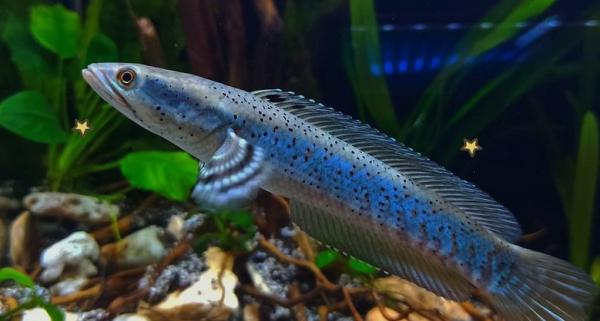 Fakta Menarik Tentang Ikan Channa, Predator Kecil dari Air Tawar