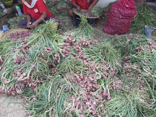 Kabupaten Cirebon Menjadi Penyumbang Terbanyak Produksi Bawang Merah di Jabar