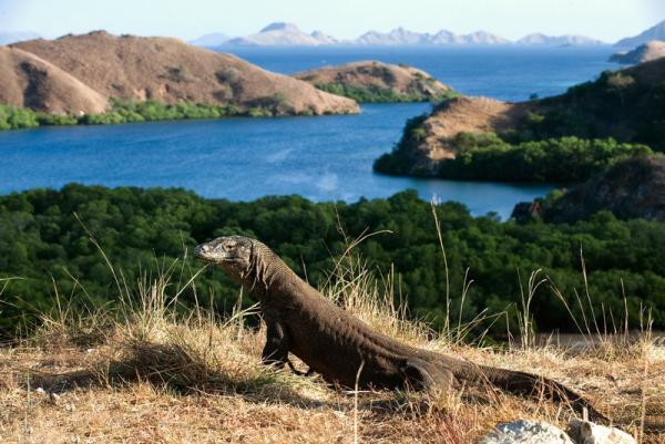 Masuk Taman Nasional Komodo Tiketnya Rp3,75 Juta Per Orang Mulai 1 Agustus, Pengunjung Dibatasi