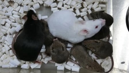 Ilmuwan Sukses Kloning Tikus dari Sel Kulit