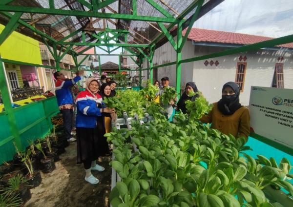 Warga Kampung Atas Air Panen Sayuran Hidroponik, Ide Pertamina Balikpapan Dukung Ketahanan Pangan