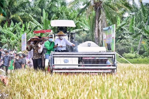 Beras di Sumut Surplus, Edy Rahmayadi Panen Padi Naik Odong-odong