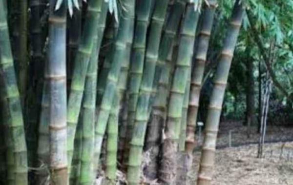 Inilah Ciri Bambu Petuk, Barang Langka Buruan Pengejar Kekayaan dan Jabatan