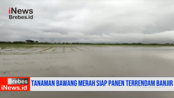 Video Banjir Rendam Tanaman Bawang Merah Siap Panen di Brebes