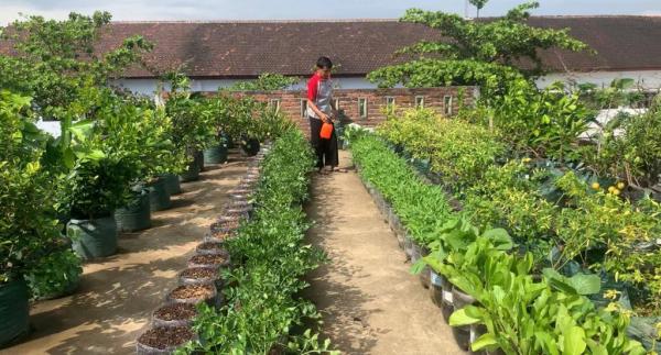 Inspiratif, Guru Di Ponorogo Ubah Atap Rumah Jadi Kebun Sayur