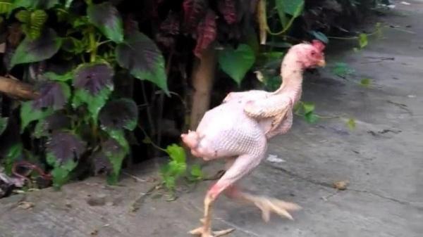 Seekor Ayam yang Hidup Tanpa Bulu Jadi Tontonan Warga Pemalang