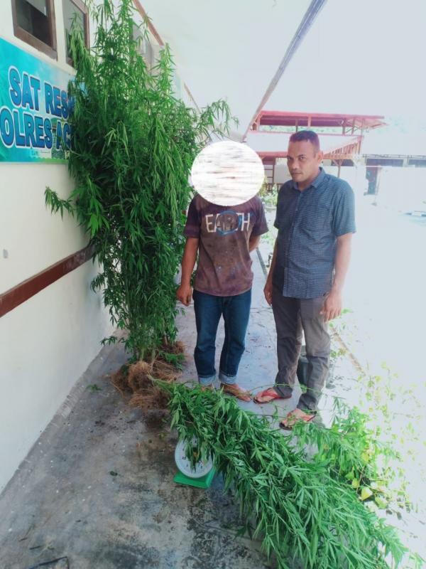 Diduga Pemilik Ladang Ganja, Seorang Pria Ditangkap di Aceh Selatan
