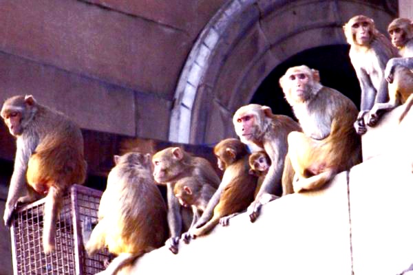Kawanan Monyet Liar Lempar Bayi Usia 4 Bulan Hingga Tewas, Direbut Dari Gendongan Ayahnya