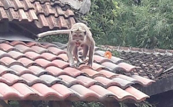 Kocak! Monyet Ekor Panjang Masuk Ruangan Kantor Bupati Banyuwangi, Pegawai Berhamburan Kalang Kabut