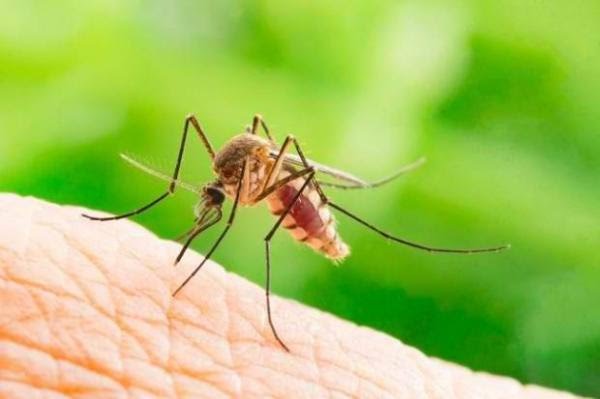 Tahukah Kamu Mengapa Nyamuk Suka Terbang di Dekat Telinga