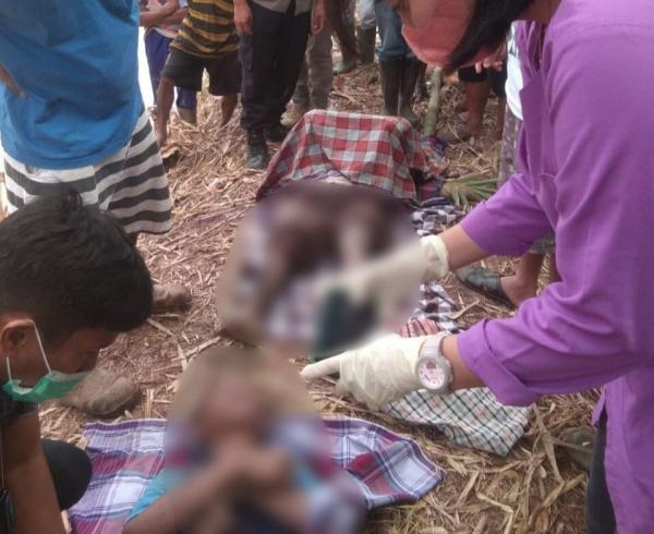 Pamitan Hendak antar Kerbau, 2 Warga di Tana Toraja Ditemukan Tewas Tersengat Listrik Jeratan Babi
