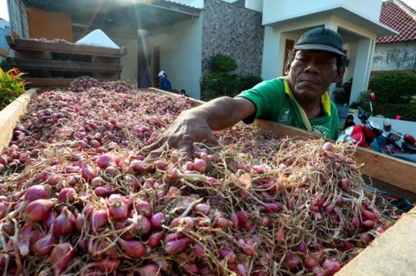 CMJT Borong Cabai dan Bawang Merah Petani untuk Tekan Inflasi