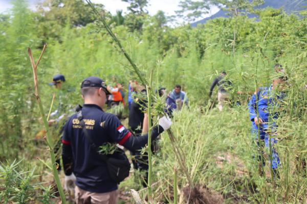 Polisi Kembali Musnahkan 13 Ton Lebih Batang Ganja di Aceh Besar