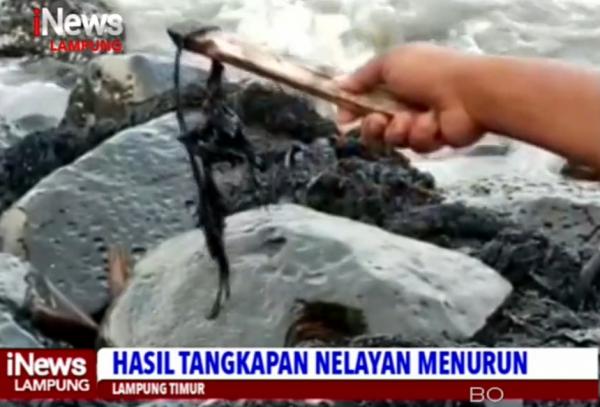 Video Limbah Menyerupai Aspal di Pantai Lamtim