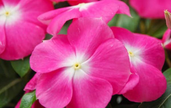 5 Khasiat Kesehatan Tapak Dara, Bunga Cantik yang Kaya akan Manfaat