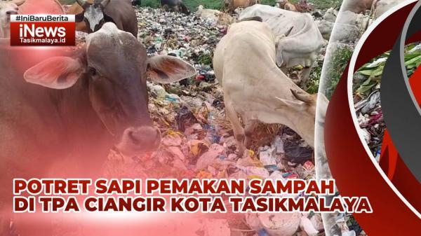 VIDEO: Ratusan Sapi Pemakan Sampah di TPA Ciangir Tasikmalaya