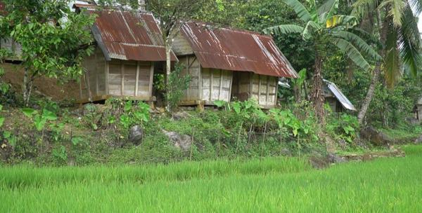 Wow! Nikmatnya Nasi Dari Beras yang Dipanen 27 Tahun Lalu