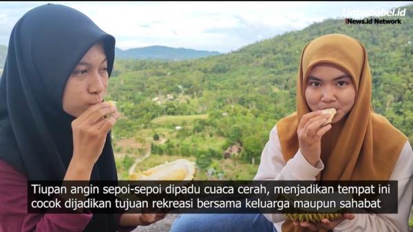 Video, Sensasi Panen dan Makan Durian di Atas Bukit Pao Bangka Tengah