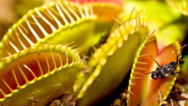 5 Tanaman Karnivora yang Ada di Dunia, Tumbuhan Pemangsa Serangga