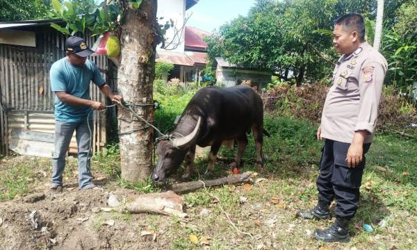 Lagi 200 Ekor Hewan Ternak di Aceh yang Terinfeksi PMK kembali Dinyatakan Sembuh