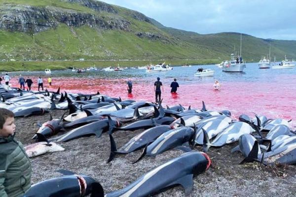 Ubah Teluk Faroe Jadi Merah Darah Ratusan Lumba-lumba Dibantai dengan Tombak
