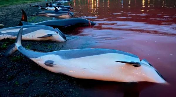 Demi Tradisi dan Makanan, Ratusan Lumba-Lumba Dibantai hingga Air Laut Jadi Merah Darah