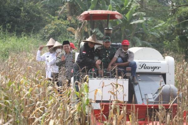 Tingkatkan Ketahanan Pangan, Wamentan Bersama Warga Panen Raya Jagung di Serang Banten 