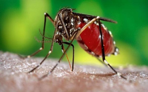 5 Cara Mudah Mencegah Demam Berdarah Dengue di Rumah