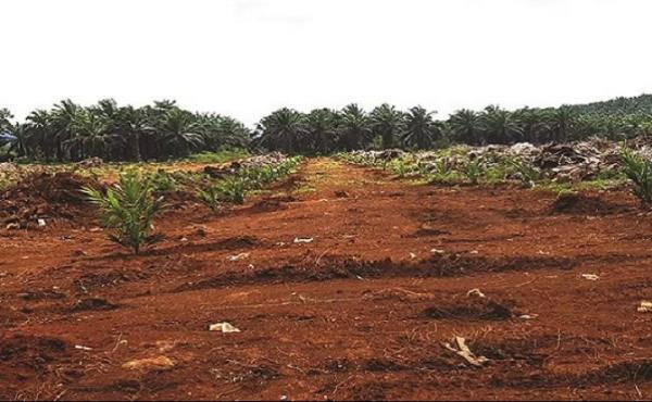 DPRD Lutim Temukan 210 Hektar Lahan PSR Senilai 6,7 M Diduga Fiktif