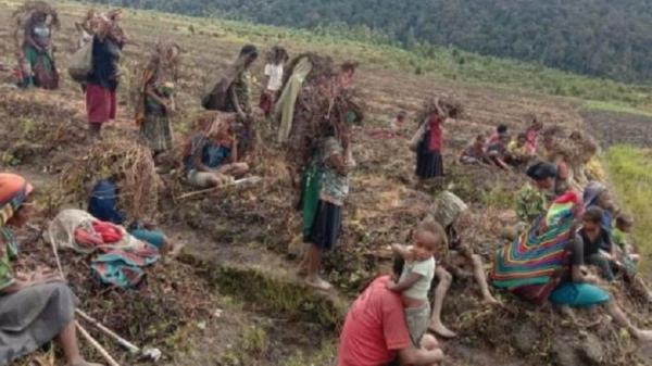 Papua Dilanda Kekeringan dan Krisis Pangan