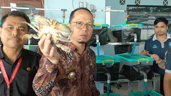 Bernilai Jual Tinggi, Bangka Tengah Kembangkan Kepiting Bakau dengan Sistem Crab Estate