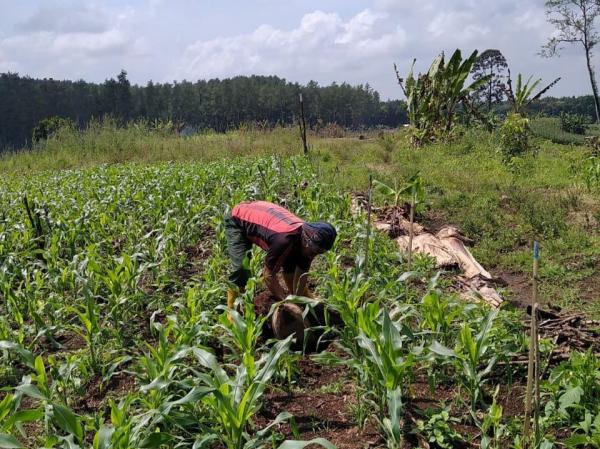 Petani Banyuwangi Keluhkan Kelangkaan Pupuk Bersubsidi di Pasaran